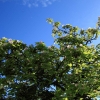 Garten 05.04.2015
