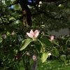 Garten 05.04.2015