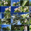 garten-quitte