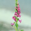 Garten 04.06.2017