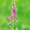 Garten 04.06.2017