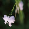 Garten 04.06.2017