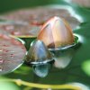 Garten 04.06.2017