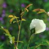 Garten 04.06.2017