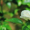 Garten 04.06.2017