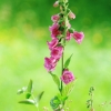 Garten 04.06.2017