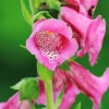 Garten 04.06.2017