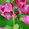 Garten 04.06.2017
