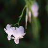 Garten 04.06.2017
