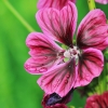 Garten 04.06.2017