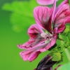 Garten 04.06.2017