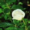 Garten 04.06.2017