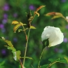 Garten 04.06.2017