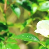 Garten 04.06.2017