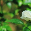 Garten 04.06.2017