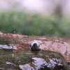 Garten 04.08.2016