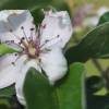Quittenblüte