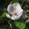 Quittenblüte