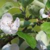 Quittenblüte