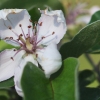 Quittenblüte
