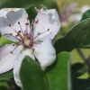 Quittenblüte
