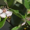 Quittenblüte