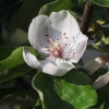 Quittenblüte