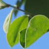 Quittenblüte