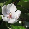 Quittenblüte