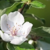 Quittenblüte