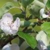 Quittenblüte