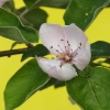 Quittenblüte