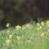 Es blüht 06.04.2014