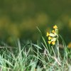 Es blüht 06.04.2014