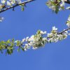 Es blüht 06.04.2014