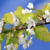 Es blüht 06.04.2014