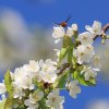Es blüht 06.04.2014