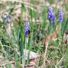 Es blüht 06.04.2014