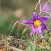 Es blüht 06.04.2014