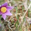 Es blüht 06.04.2014