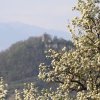 Es blüht 06.04.2014