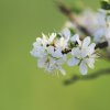 Es blüht 06.04.2014