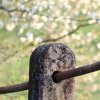 Es blüht 06.04.2014