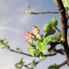Es blüht 06.04.2014