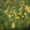 Es blüht 06.04.2014