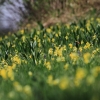 Es blüht 06.04.2014