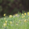 Es blüht 06.04.2014