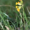 Es blüht 06.04.2014