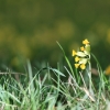 Es blüht 06.04.2014