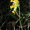 Es blüht 06.04.2014